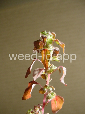 pellitory, Florida